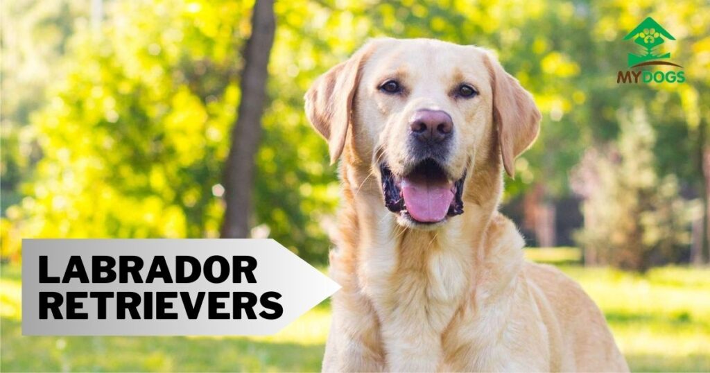 Labrador Retrievers