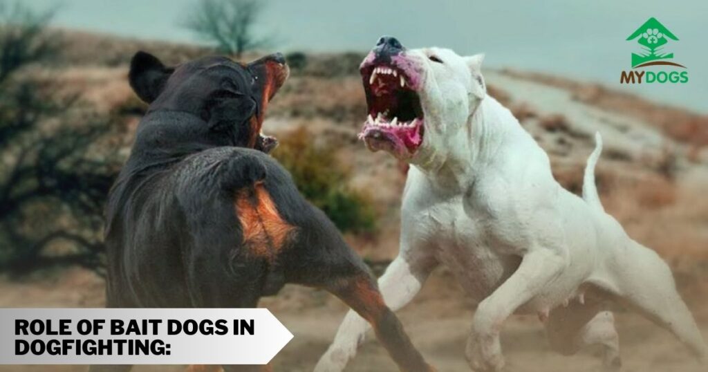 Role of Bait Dogs in Dogfighting