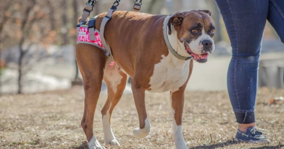 dog not pooping after surgery