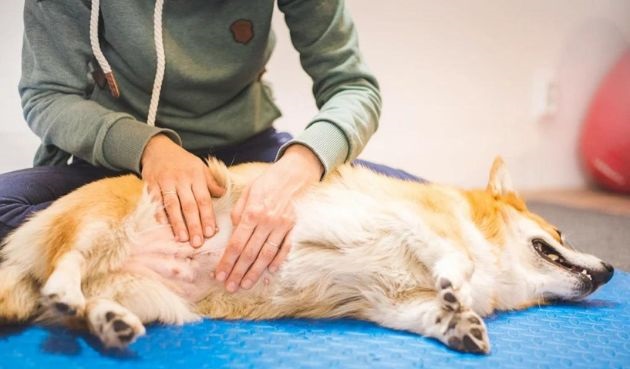 Abdominal Massage for dog