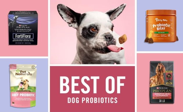 Dog Probiotics