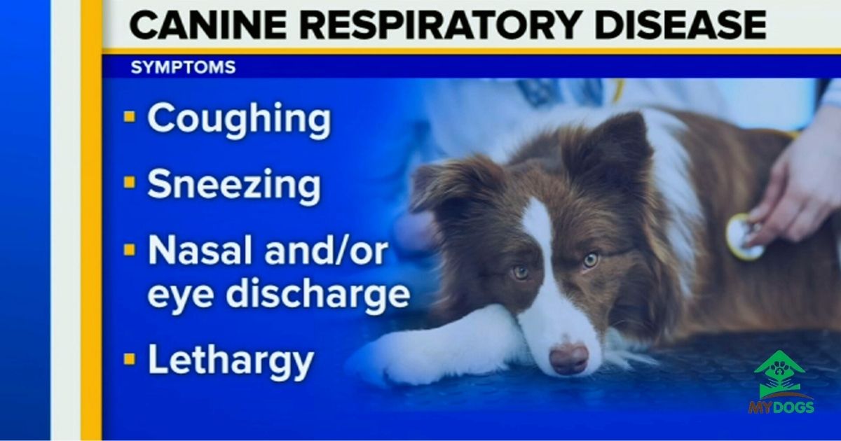 Dog Respiratory Illness Map 2024 " MY DOGS CARE Blog"