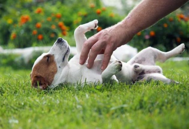 Warm Compress cloth on dog belly