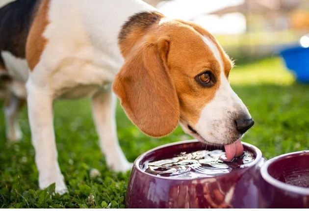 Water for Dog