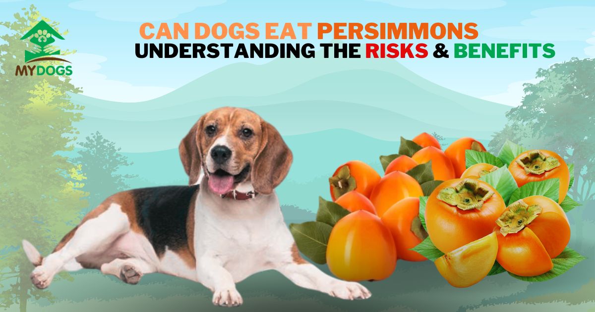 can dogs eat persimmons