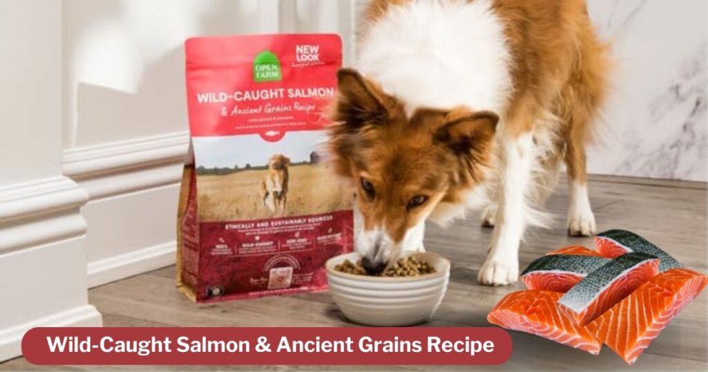 Open Farm Wild-Caught Salmon & Ancient Grains Recipe