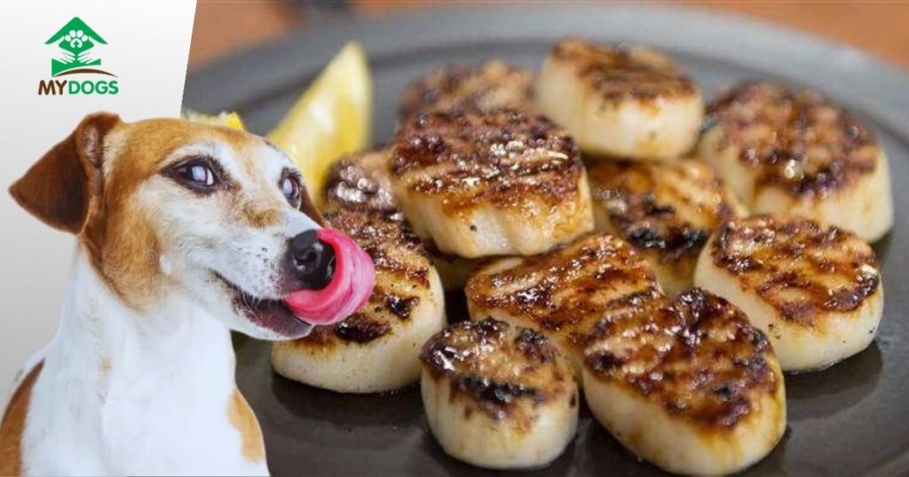 Can Dogs Eat Scallops – A Detailed Guidelines Potential-Risks-of-Scallops-For-Dogs-1024x538