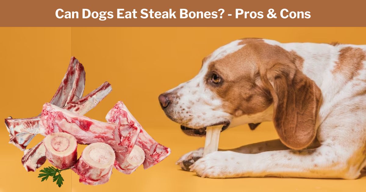 can dogs eat steak bones