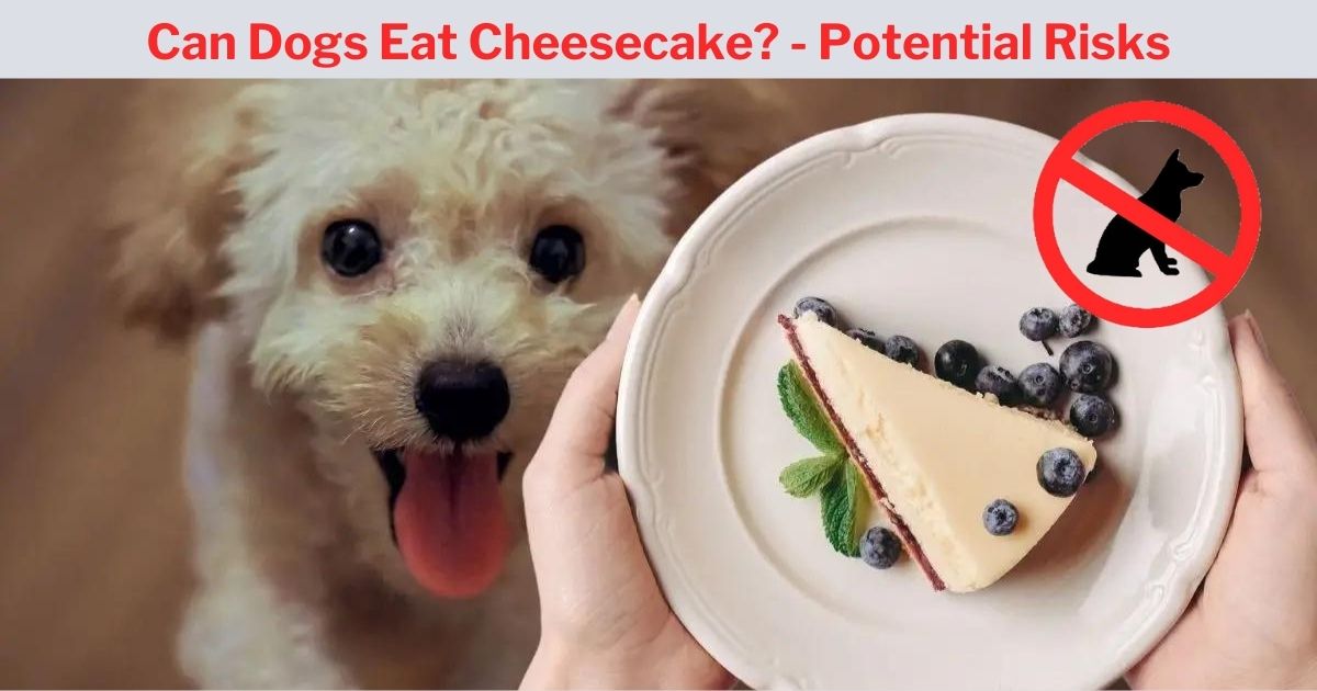 Can Dogs Eat Cheesecake