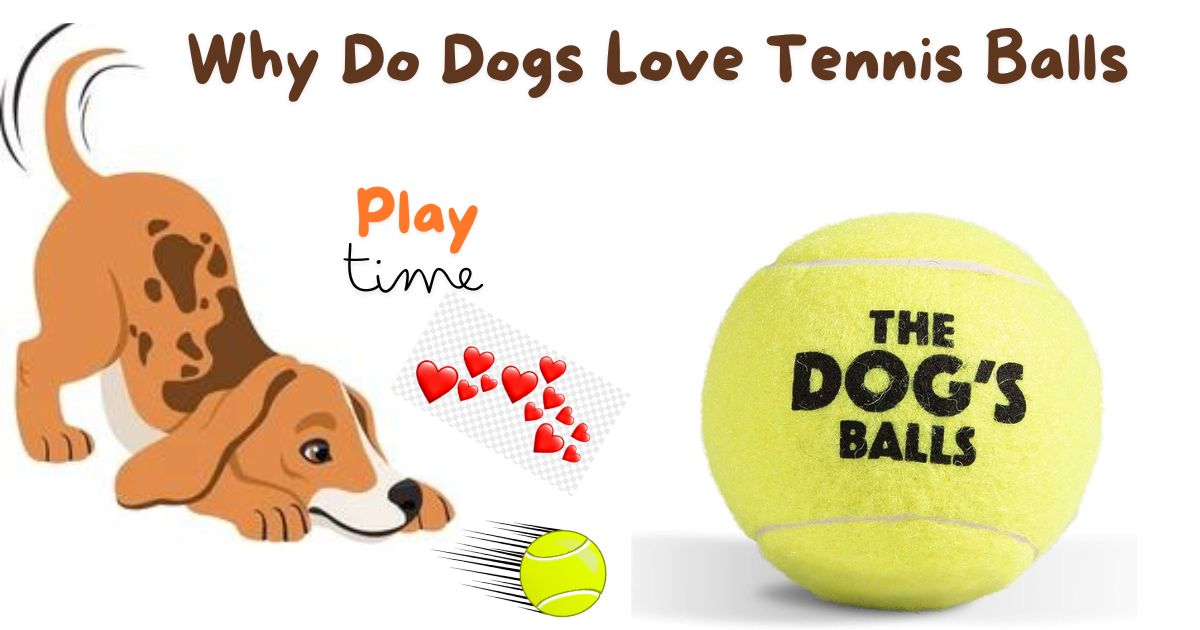 Why Do Dogs Love Tennis Balls